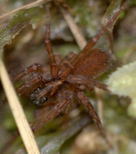 Allotrochosina schauinslandi